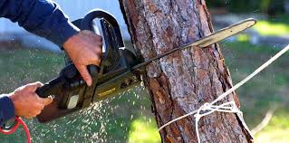 Best Tree Cabling and Bracing  in Leominster, MA