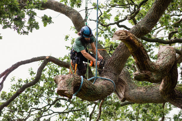 Best Tree Health Inspection  in Leominster, MA