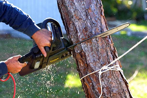 How Our Tree Care Process Works  in  Leominster, MA