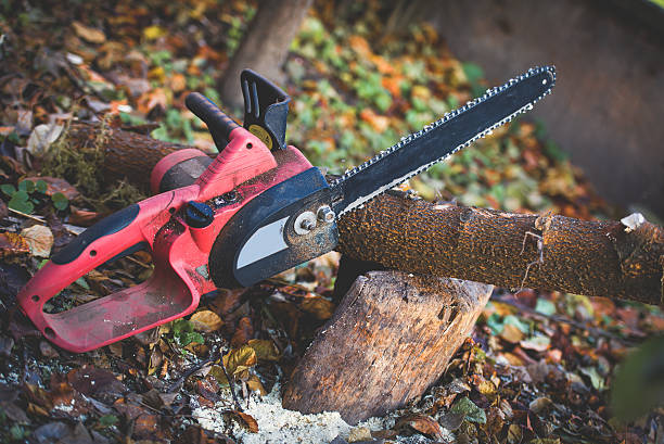 Professional Tree Care in Leominster, MA
