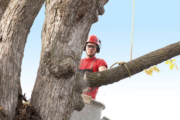 Best Hazardous Tree Removal  in Leominster, MA